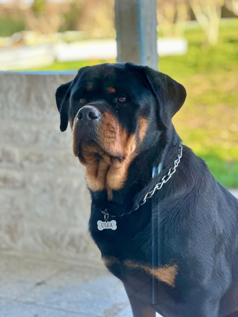 Ulka Of Legend Mysteria